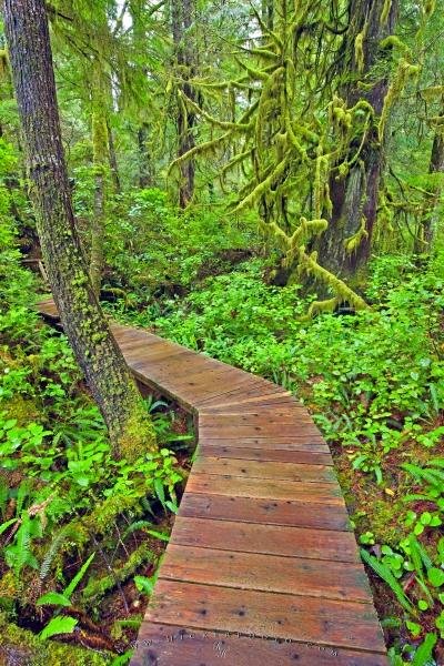 Photo: 
Coastal Rain Forest Boardwalk Trail Picture