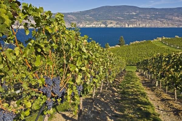 Photo: 
Red Grapes Grapevines Okanagan Lake Bonitas Winery