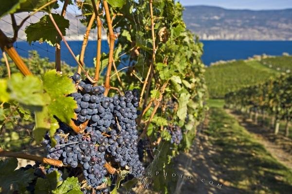 Photo: 
Red Wine Grapes Scenic Bonitas Winery