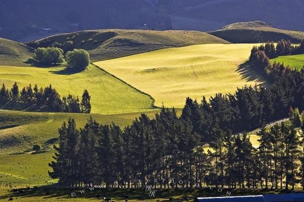 Photo: 
New Zealand Rolling Farmland Landscape Otago