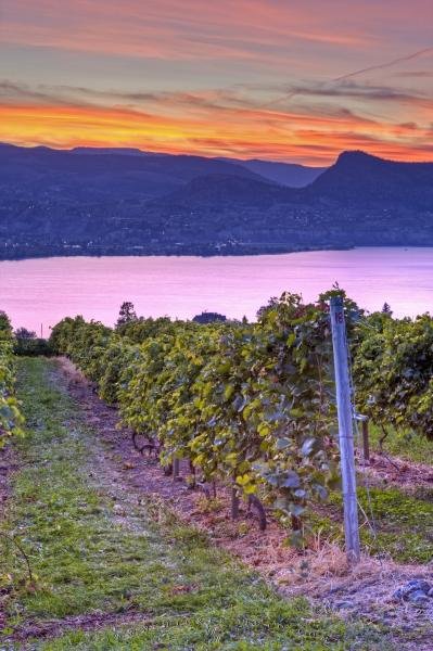 Photo: 
Romantic Vineyard Sunset Okanagan