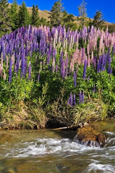 Photo: 
Russell Lupins Wildflowers Central Otago River