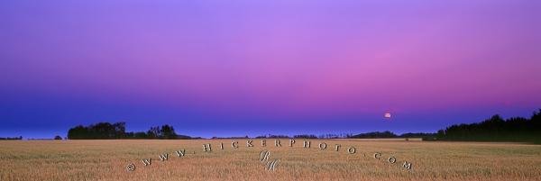 Photo: 
Panorama Scenic Prairie Wheat Field Moon Saskatchewan