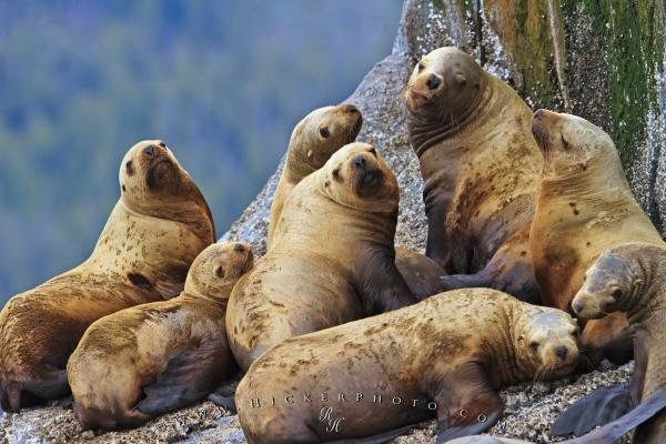 Photo: 
Steller Sea Lions Resting