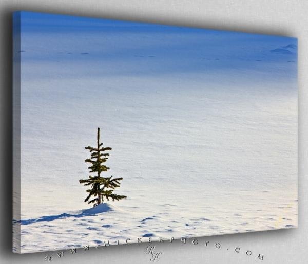 Photo: 
Single Tree Snowfield Banff National Park Canvas Fine Art Photo
