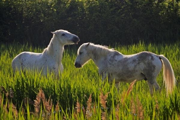 Photo: 
Small Horses Camargue Provence France