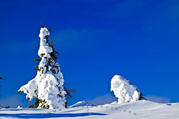 Photo: 
Snowed Tree