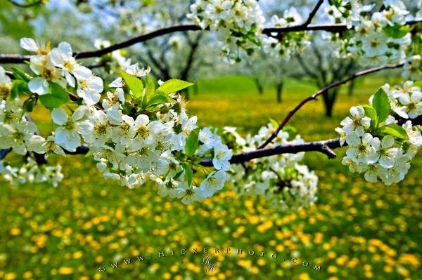Photo: 
cherry blossom