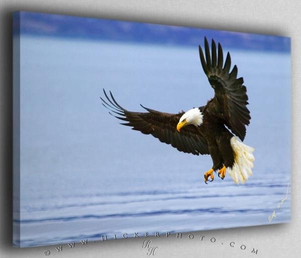 Photo: 
Eagle Hunting Spread Wings Canvas Fine Art Photo