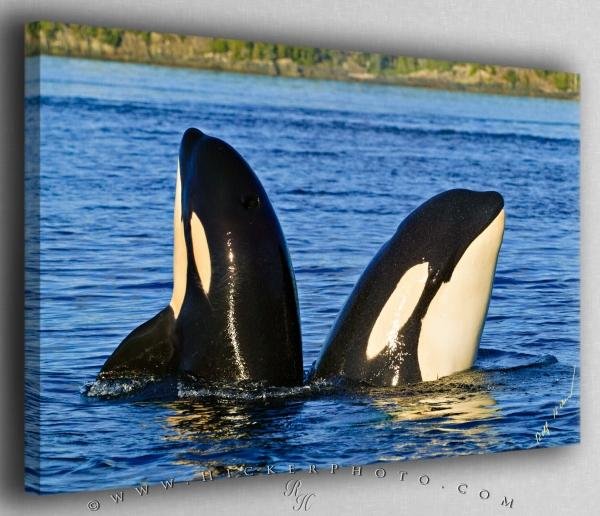 Photo: 
Orca Whale Baby and Mother Spyhopping Canvas Fine Art Photo