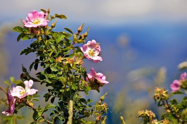 Photo: 
Sweet Briar Flowers Lake Wanaka Central Otago