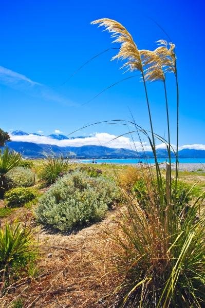 Photo: 
Toetoe Kaikoura Beach New Zealand