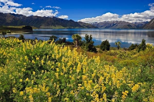 Photo: 
Tree Lupins Lake Hawea New Zealand