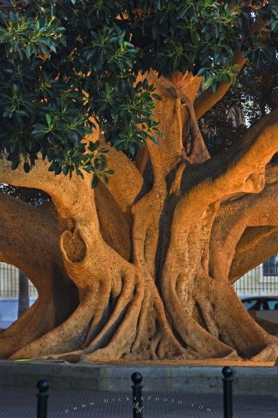 Photo: 
Old Ficus Tree Trunk Cadiz City Andalusia