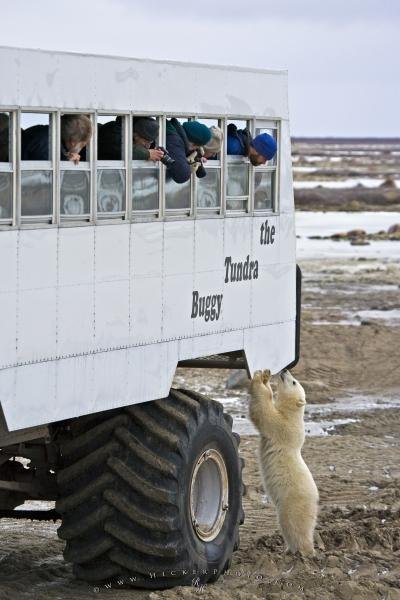 Photo: 
Polar Bear Tundra Buggy Tour Hudson Bay Canada