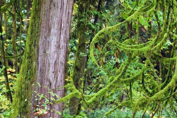 Photo: 
Vivid Green Moss Rain Forest Foliage