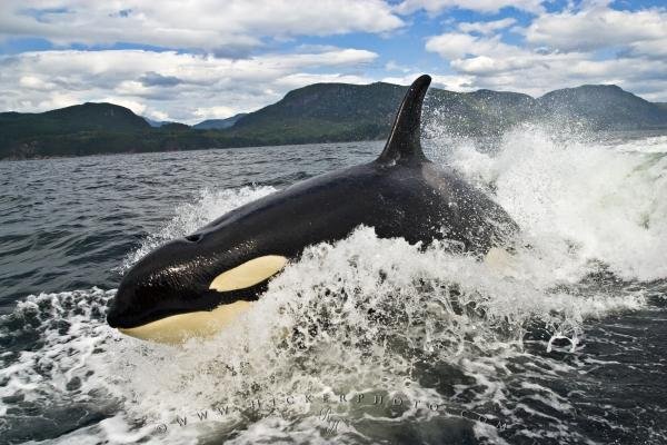 Photo: 
Whale Action Orca Wake Riding