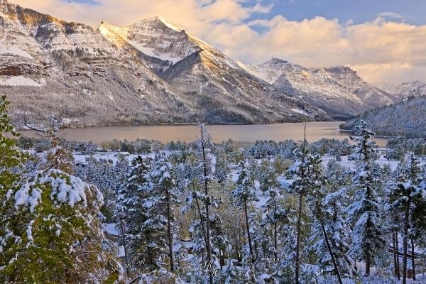 Photo: 
Waterton Glacier International Peace Park Fresh Snow Forest