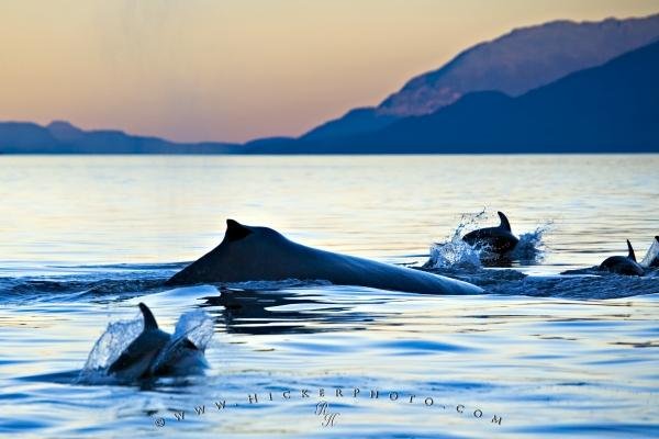 Photo: 
Sea Creatures Humpback Whale Dolphins Sunset Photo