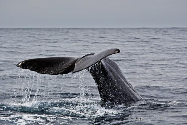 Photo: 
Whale Watching Trips Kaikoura New Zealand