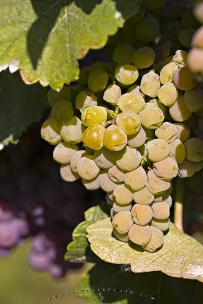 Photo: 
White Grapes Grapevines