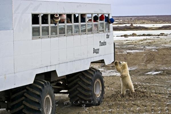 Photo: 
Wildlife Tourism Churchill Manitoba