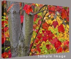 fine art canvas gallery wrap autumn picture