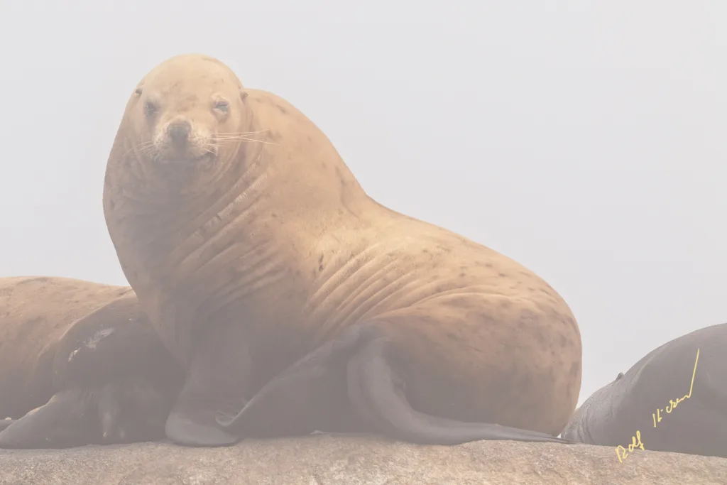 Steller Sea Lion Fog