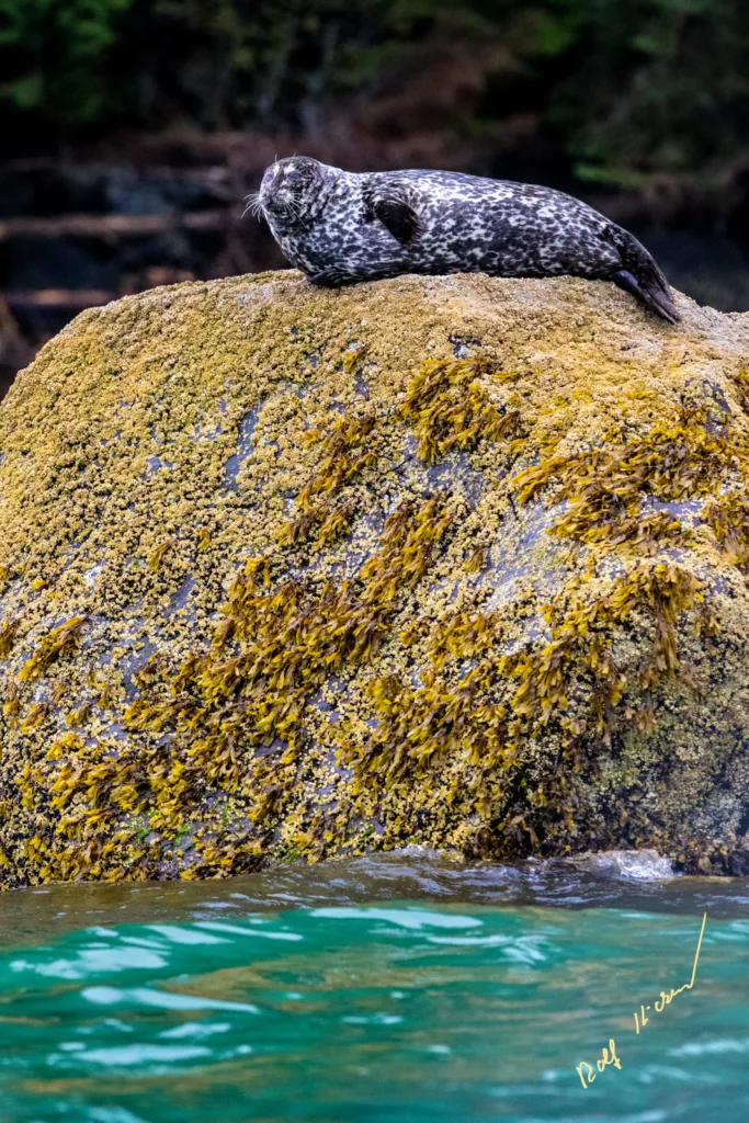 Seal Knight Inlet