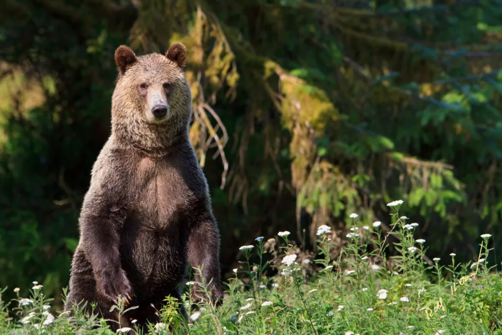 Standing Grizzly Bear