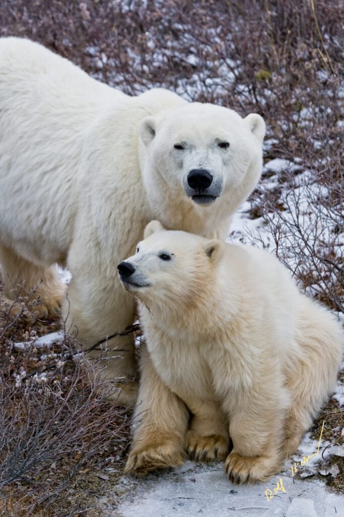 and respect, no matter if the subject was human, animals or nature.