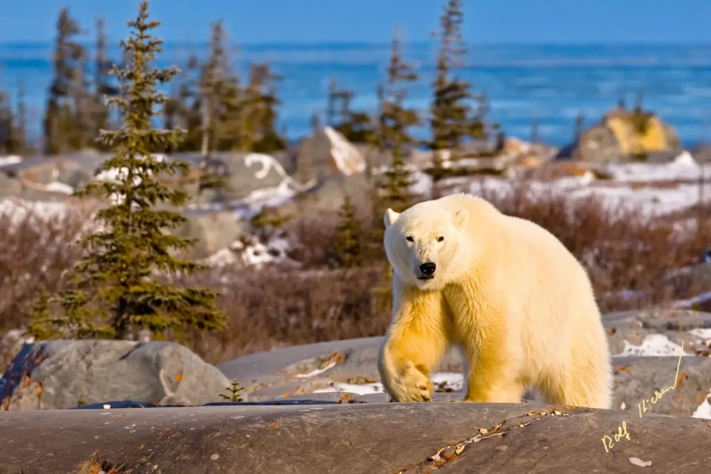 polar bear walking along coast