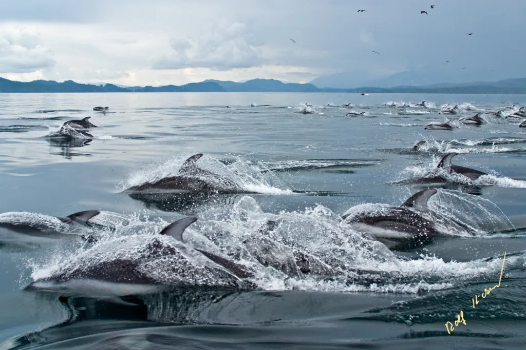 Dolphin Superpod