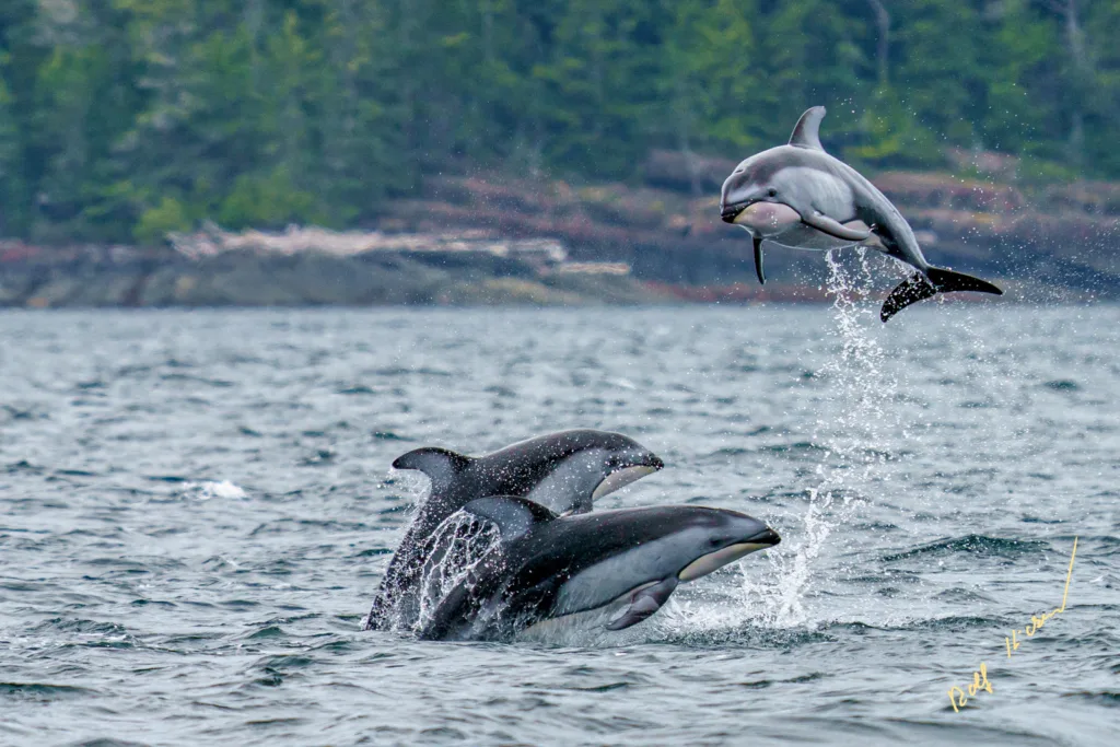 Dolphins Jumping Johnstone Strait