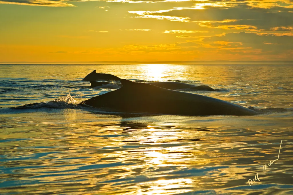 Humpbacks During Sunset