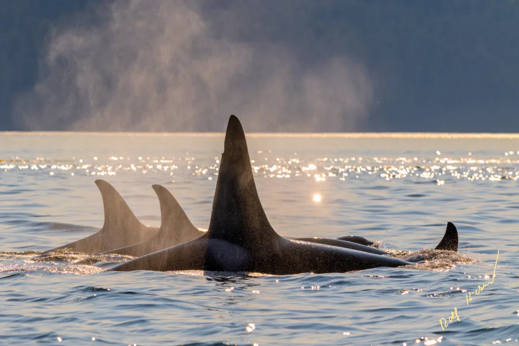 Family Orca Pod