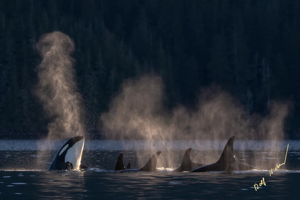Northern Resident Orcas Pod