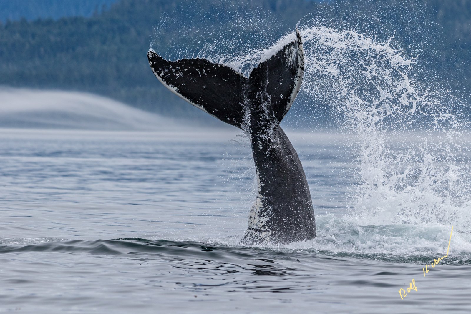 Humpback Whales - Rolf Hicker Photography