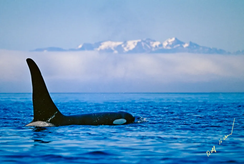 Male Orca With Snowcapped BC Coastal Mountains