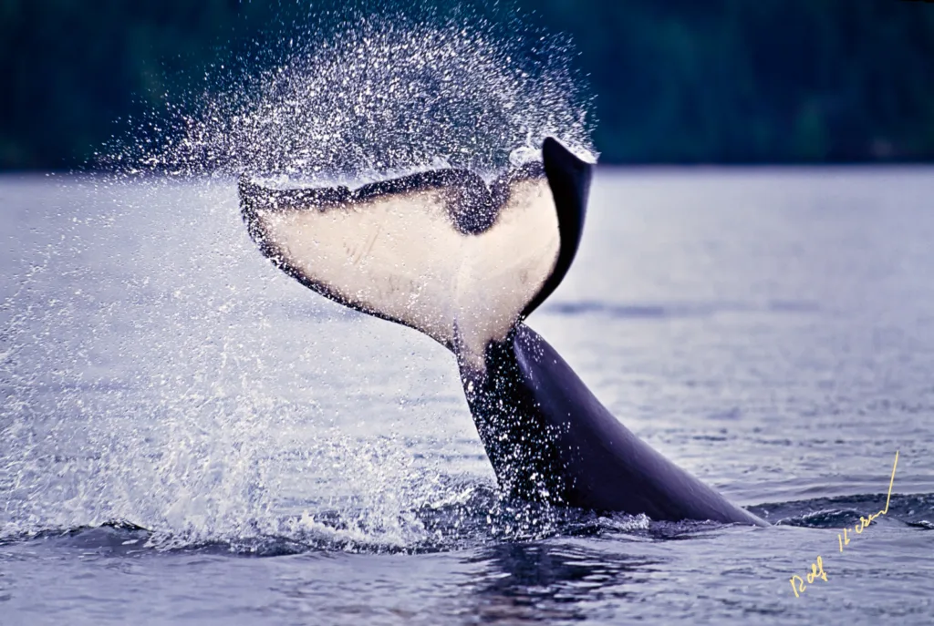 Orca Whale Splashing